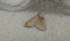 Anania mysippusalis