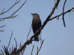 Myiotheretes fumigatus
