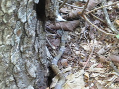 Leptodeira nigrofasciata