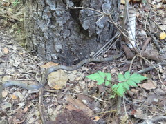 Leptodeira nigrofasciata