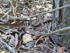 Leptodeira nigrofasciata