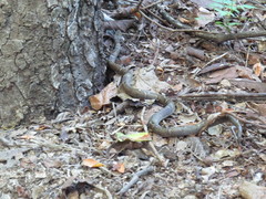Leptodeira nigrofasciata