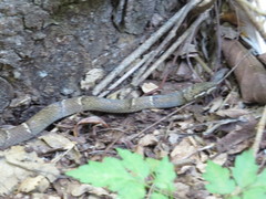 Leptodeira nigrofasciata