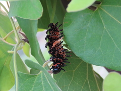 Troides aeacus kaguya