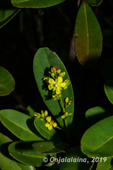 Ochnaceae