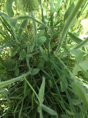 Trifolium trichocephalum