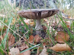 Agaricales