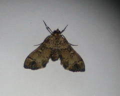 Nacoleia oncophragma