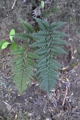 Polystichum neozelandicum neozelandicum