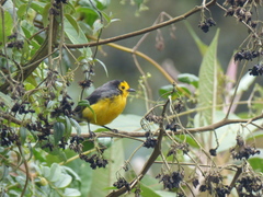 Myioborus ornatus