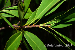 Ochnaceae