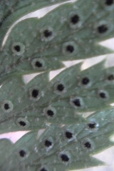 Polystichum neozelandicum neozelandicum
