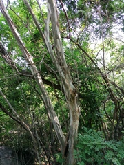 Chloroleucon mangense