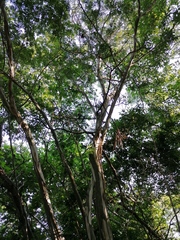 Chloroleucon mangense