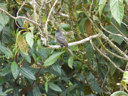 Contopus fumigatus