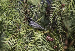 Setophaga nigrescens