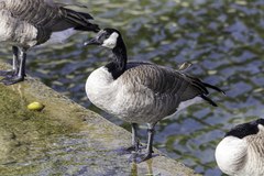 Branta canadensis