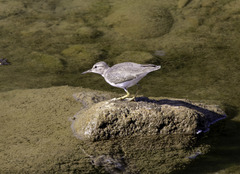 Actitis macularius