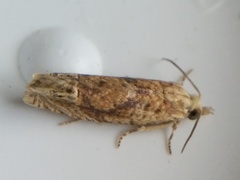 Eucosma ochrocephala