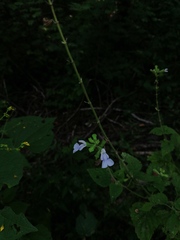 Salvia herbacea