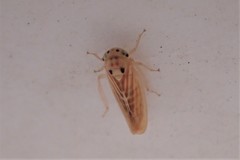 Caladonus coquilletti