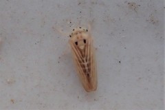 Caladonus coquilletti