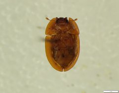 Macleayania amphotiformis