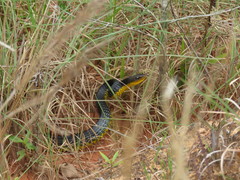 Chironius carinatus