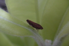 Scaphetus brunneus