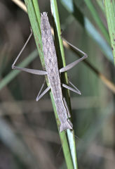 Yersiniops solitarius