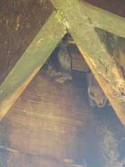 Artibeus jamaicensis