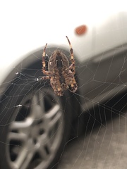Araneus diadematus