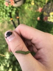 Insecta