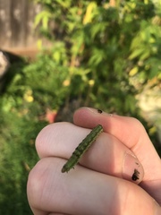 Insecta
