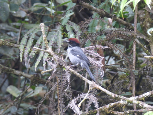 Atlapetes schistaceus