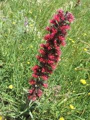 Pontechium maculatum