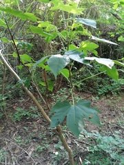 Gyrocarpus jatrophifolius