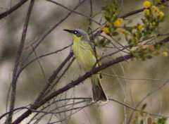 Ptilotula keartlandi