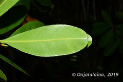 Ochnaceae