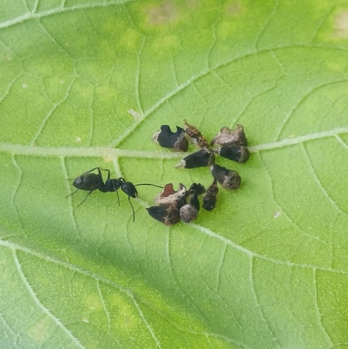 Entylia carinata
