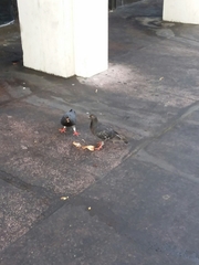 Columba livia
