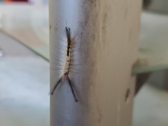 Orgyia leucostigma