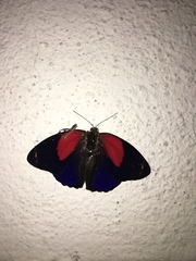 Callicore texa titania