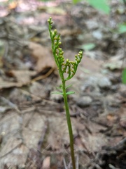 Botrychium angustisegmentum