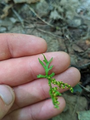 Botrychium angustisegmentum