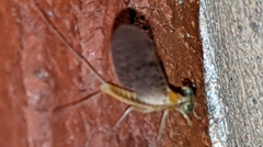 Leucrocuta aphrodite