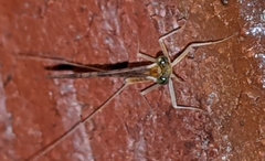 Leucrocuta aphrodite