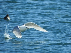 Larus glaucoides