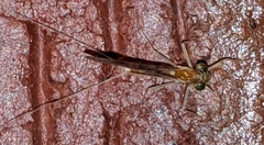 Leucrocuta aphrodite