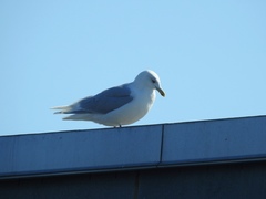 Larus glaucoides